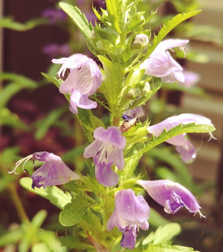 Dragonhead Balm basking in the sunny rays